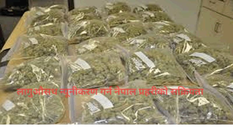 लागुऔसध कारोबारी न्यूनीकरण गर्न प्रहरीको सक्रियता  २१२ किलो गाँजासहित एक युवक सिरहामा पक्राउ,